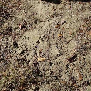 Photo of UNDER CONTRACT!  11.77 Acres of Water Front Land For Sale in Nash County NC!