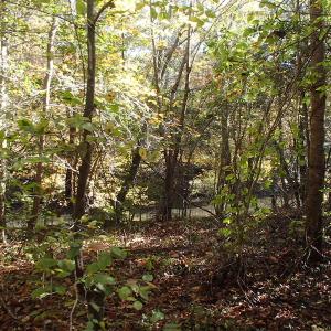 Photo of UNDER CONTRACT!  11.77 Acres of Water Front Land For Sale in Nash County NC!