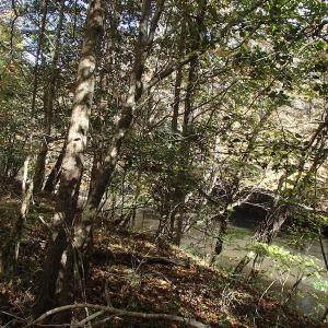 Photo of UNDER CONTRACT!  11.77 Acres of Water Front Land For Sale in Nash County NC!