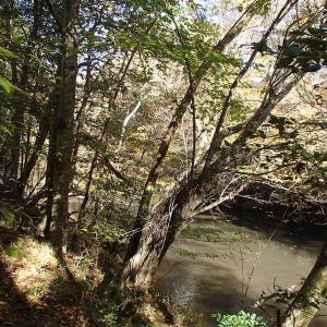 Photo of UNDER CONTRACT!  11.77 Acres of Water Front Land For Sale in Nash County NC!