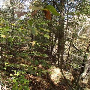 Photo of UNDER CONTRACT!  11.77 Acres of Water Front Land For Sale in Nash County NC!