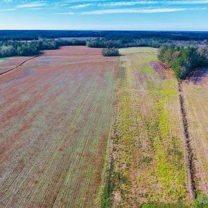 Photo of UNDER CONTRACT!  33 Acres of Farm and Pasture Land For Sale in Robeson County NC!