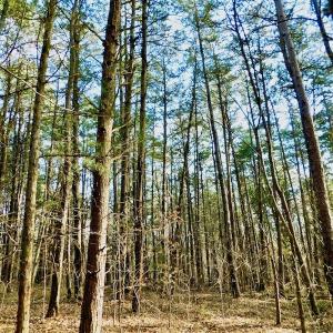 Photo of UNDER CONTRACT!  59 Acres of Hunting and Development Land for Sale in Person County NC!