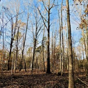 Photo of UNDER CONTRACT!  59 Acres of Hunting and Development Land for Sale in Person County NC!