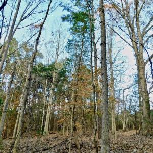 Photo of UNDER CONTRACT!  59 Acres of Hunting and Development Land for Sale in Person County NC!