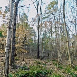 Photo of UNDER CONTRACT!  59 Acres of Hunting and Development Land for Sale in Person County NC!