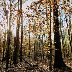 Photo of UNDER CONTRACT!  59 Acres of Hunting and Development Land for Sale in Person County NC!