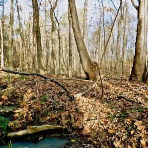 Photo of UNDER CONTRACT!  59 Acres of Hunting and Development Land for Sale in Person County NC!