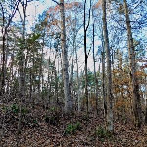 Photo of UNDER CONTRACT!  59 Acres of Hunting and Development Land for Sale in Person County NC!