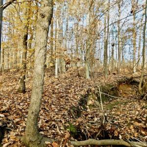 Photo of UNDER CONTRACT!  59 Acres of Hunting and Development Land for Sale in Person County NC!