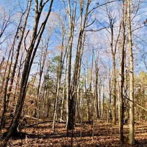 Photo of UNDER CONTRACT!  59 Acres of Hunting and Development Land for Sale in Person County NC!