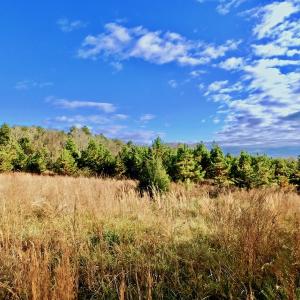 Photo of UNDER CONTRACT!  59 Acres of Hunting and Development Land for Sale in Person County NC!