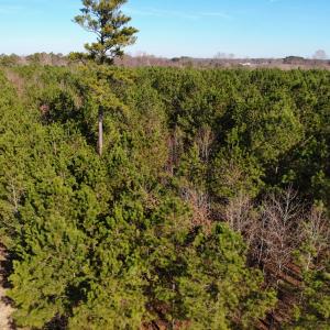 Photo of SOLD!!  12.52 Acres of Recreational Hunting Land For Sale in Nash County NC!
