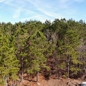 Photo of SOLD!!  12.52 Acres of Recreational Hunting Land For Sale in Nash County NC!