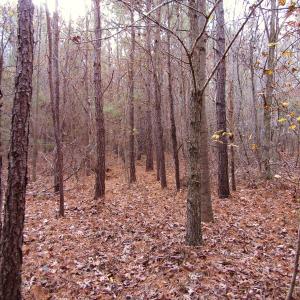 Photo of SOLD!!  12.52 Acres of Recreational Hunting Land For Sale in Nash County NC!