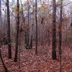 Photo of SOLD!!  12.52 Acres of Recreational Hunting Land For Sale in Nash County NC!