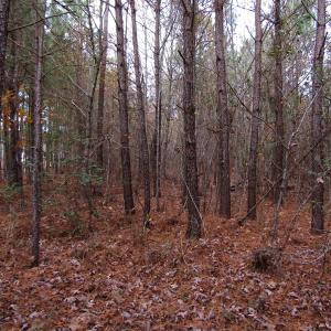 Photo of SOLD!!  12.52 Acres of Recreational Hunting Land For Sale in Nash County NC!