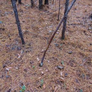 Photo of SOLD!!  12.52 Acres of Recreational Hunting Land For Sale in Nash County NC!