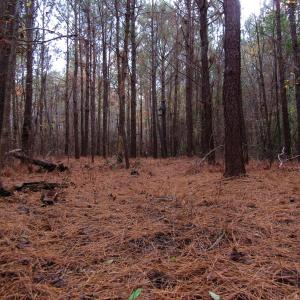 Photo of SOLD!!  12.52 Acres of Recreational Hunting Land For Sale in Nash County NC!
