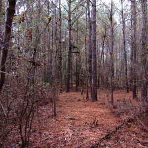 Photo of SOLD!!  12.52 Acres of Recreational Hunting Land For Sale in Nash County NC!