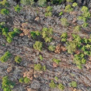 Photo of REDUCED!  1.6 Acres of Residential Hunting Land For Sale in Pittsylvania County VA!