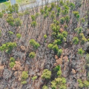 Photo of REDUCED!  1.6 Acres of Residential Hunting Land For Sale in Pittsylvania County VA!