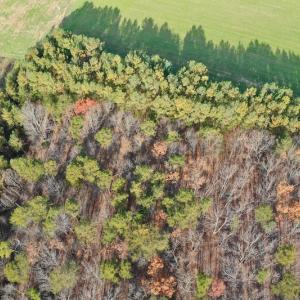 Photo of REDUCED!  1.6 Acres of Residential Hunting Land For Sale in Pittsylvania County VA!