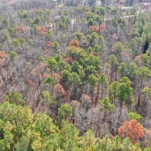 Photo of REDUCED!  1.6 Acres of Residential Hunting Land For Sale in Pittsylvania County VA!