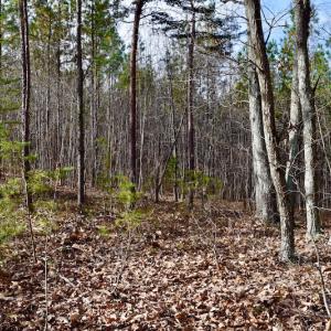 Photo of REDUCED!  1.6 Acres of Residential Hunting Land For Sale in Pittsylvania County VA!