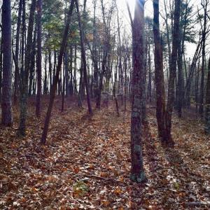 Photo of REDUCED!  1.6 Acres of Residential Hunting Land For Sale in Pittsylvania County VA!