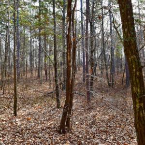 Photo of REDUCED!  1.6 Acres of Residential Hunting Land For Sale in Pittsylvania County VA!