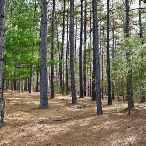 Photo of REDUCED!  1.6 Acres of Residential Hunting Land For Sale in Pittsylvania County VA!