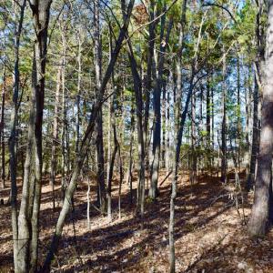 Photo of REDUCED!  1.6 Acres of Residential Hunting Land For Sale in Pittsylvania County VA!
