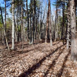Photo of REDUCED!  1.6 Acres of Residential Hunting Land For Sale in Pittsylvania County VA!