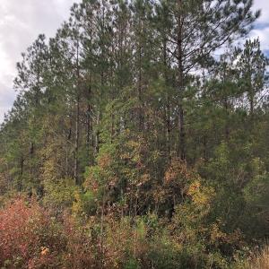 Photo of UNDER CONTRACT!  10 Acres of Timber and Development Land For Sale in Brunswick County NC!