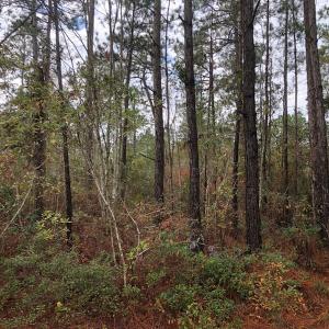 Photo of UNDER CONTRACT!  10 Acres of Timber and Development Land For Sale in Brunswick County NC!