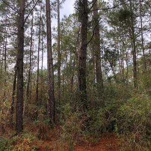 Photo of UNDER CONTRACT!  10 Acres of Timber and Development Land For Sale in Brunswick County NC!