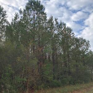 Photo of UNDER CONTRACT!  10 Acres of Timber and Development Land For Sale in Brunswick County NC!