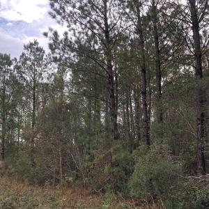 Photo of UNDER CONTRACT!  10 Acres of Timber and Development Land For Sale in Brunswick County NC!