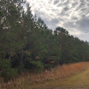 Photo of UNDER CONTRACT!  10 Acres of Timber and Development Land For Sale in Brunswick County NC!