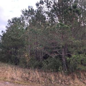 Photo of UNDER CONTRACT!  10 Acres of Timber and Development Land For Sale in Brunswick County NC!