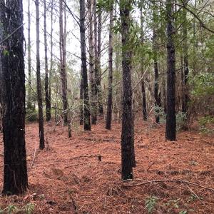 Photo of UNDER CONTRACT!  10 Acres of Timber and Development Land For Sale in Brunswick County NC!