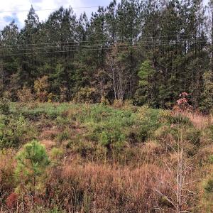Photo of UNDER CONTRACT!  10 Acres of Timber and Development Land For Sale in Brunswick County NC!