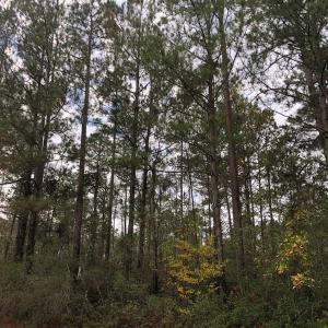 Photo of UNDER CONTRACT!  10 Acres of Timber and Development Land For Sale in Brunswick County NC!