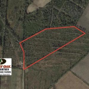 Photo of UNDER CONTRACT!  20 Acres of Hunting and Timber Land for Sale in Columbus County NC!