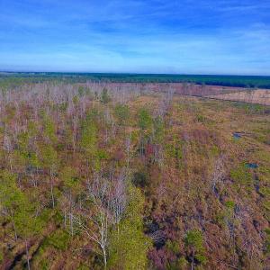 Photo of UNDER CONTRACT!  20 Acres of Hunting and Timber Land for Sale in Columbus County NC!