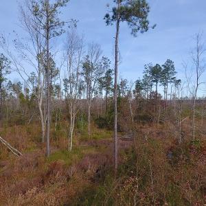 Photo of UNDER CONTRACT!  20 Acres of Hunting and Timber Land for Sale in Columbus County NC!