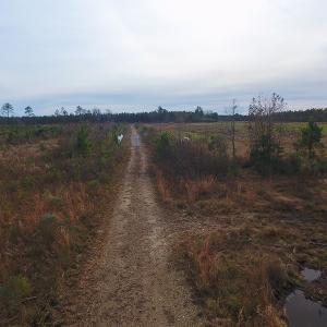 Photo of UNDER CONTRACT!  20 Acres of Hunting and Timber Land for Sale in Columbus County NC!