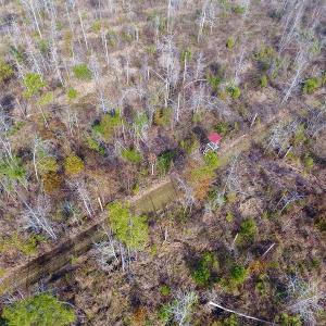 Photo of UNDER CONTRACT!  20 Acres of Hunting and Timber Land for Sale in Columbus County NC!
