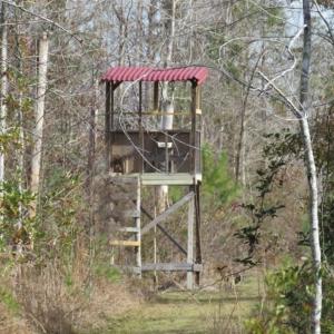 Photo of UNDER CONTRACT!  20 Acres of Hunting and Timber Land for Sale in Columbus County NC!
